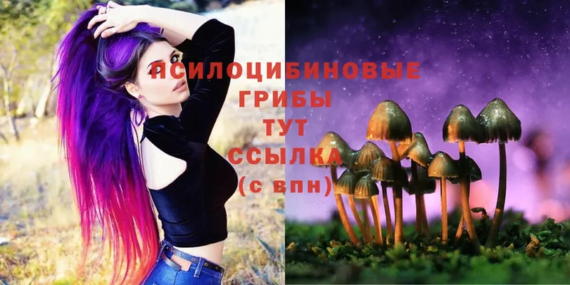 Псилоцибиновые грибы Psilocybine cubensis  Красноармейск 